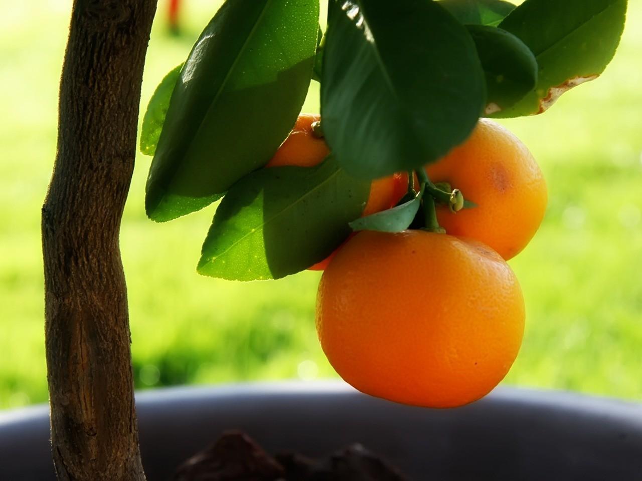 Девушка под апельсиновым деревом бесплатно
